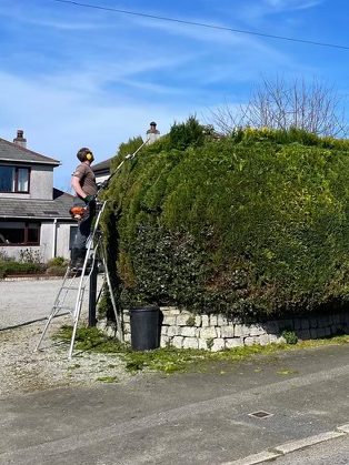 When Is the Best Time to Trim Hedges in Cornwall? A Complete Hedge Cutting Guide