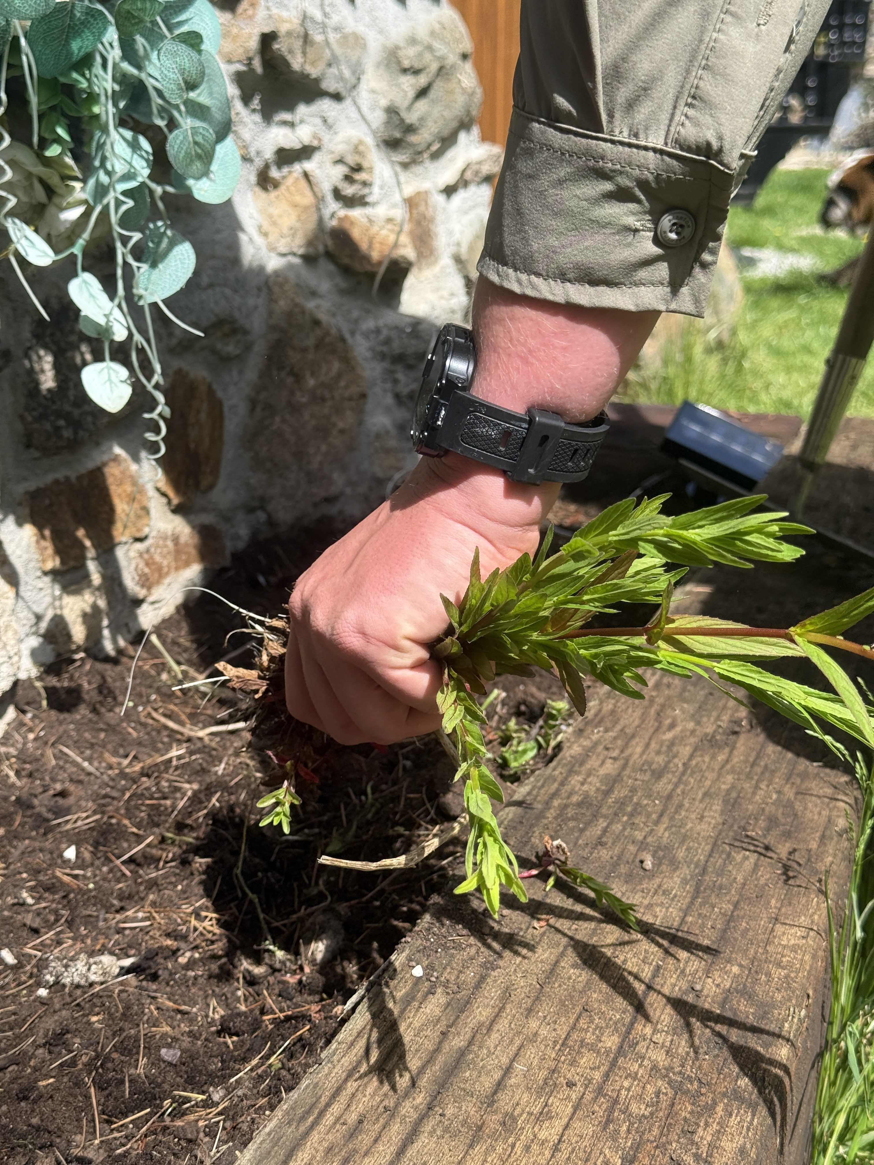 How to Get Rid of Weeds in Your Garden – A Complete Weed Removal Guide for Cornwall